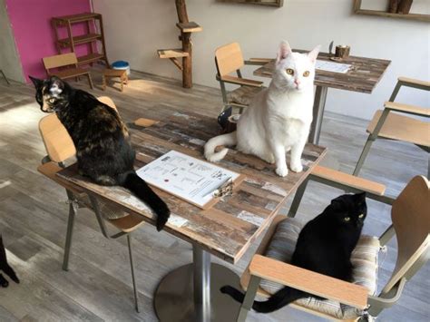 Cat cafe opening in Rotterdam